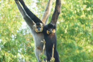 voix_off_thailanda_sauvage_les_singes