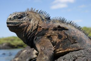 voix_off_equateur_croisiere