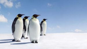 voix_off_antarctique_croisiere_au_pays_des_manchots