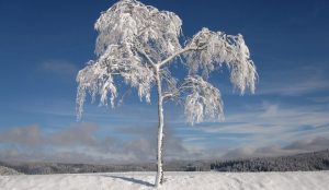 voix_off_grand_froid_frontieres_de_la_science