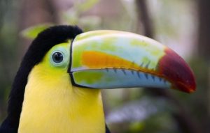 voix_off_panama_costa_rica_carrefour_des_ameriques