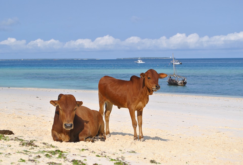 voix_off_ocean_indien_monbasa_zanzibar_mayotte_madagascar